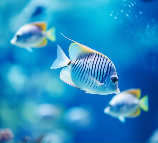 Promo grid image: Fish